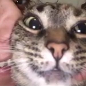 Meet your Posher, Cheyenne